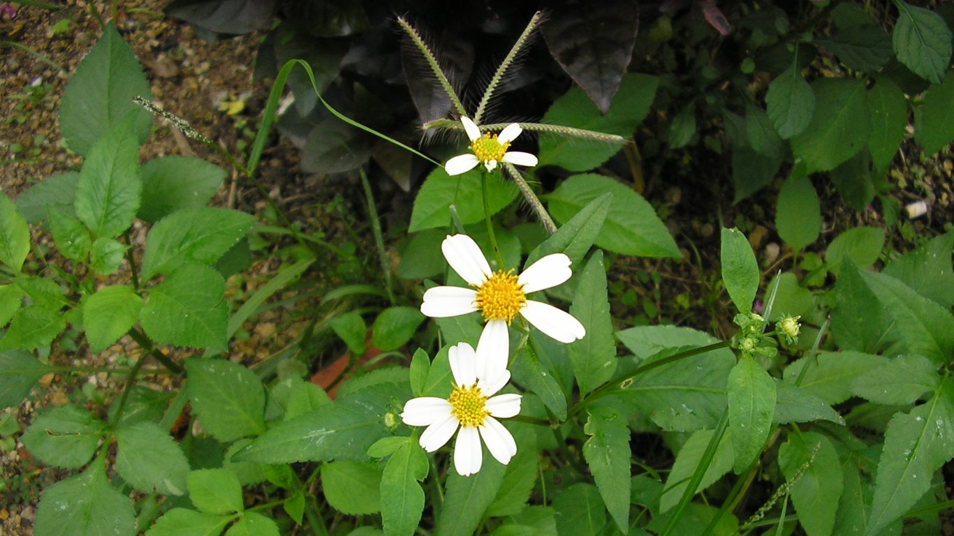 w020 Garden daisy 02. Circular Road, San Fernando, Trinidad, TT w020_daiz03_garden-dasy-02_circular road_san fernando_trinidad_TT_20111101_about-3pm_tobagojo@gmail.com_P1010008C_1366w_768h